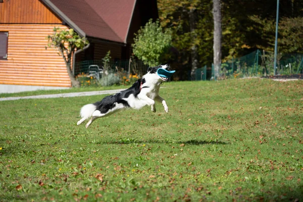 Enerjik köpek ağzında uçan bir disk tutarken öne doğru sıçrıyor. Açık hava ortamları ve hareketler bu resmi evcil hayvanlar, oyun, çeviklik ve aktif yaşam tarzı kavramları için uygun hale getirir..