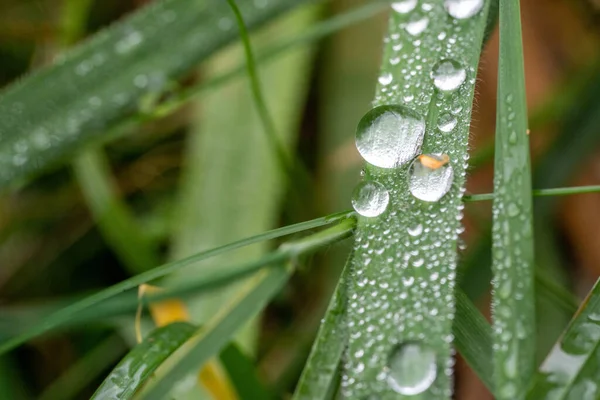 Yeşil çimen yapraklarına yapışmış taze su damlacıklarının makro görüntüsü. Doğal ışık ve ince ayrıntı, doğa, tazelik, yağmur ve çevresel arka plan kavramlarına uygun temiz ve ferahlatıcı bir görüntü yaratır..