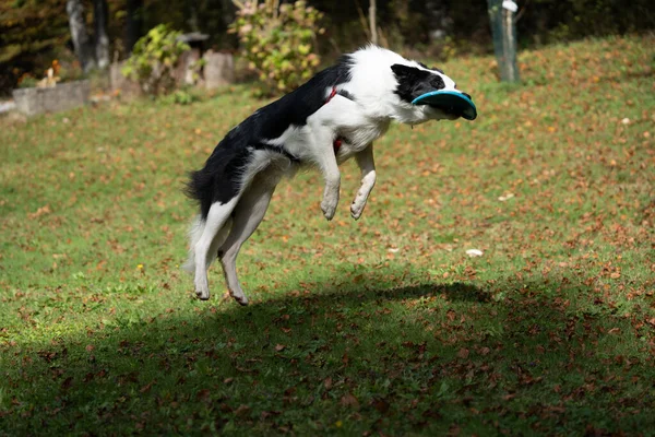 Çimenli bir alanda uçan bir disk yakalamak için havaya atlayan bir köpek. Eyleme odaklı kompozisyon, evcil hayvanlar, spor, eğitim ve aktif açık hava yaşam tarzı temaları için ideal hareket ve heyecanı yakalar.
