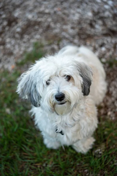 Dışarıda çimlerin üzerinde dururken kameraya doğru bakan küçük beyaz bir köpeğin portresi. Doğal ışık ve sığ alan derinliği köpekleri ifade eden yüz ve yumuşak kürke vurgular, bu görüntüyü evcil hayvanlar, hayvanlar ve arkadaşlıklar için uygun kılar..