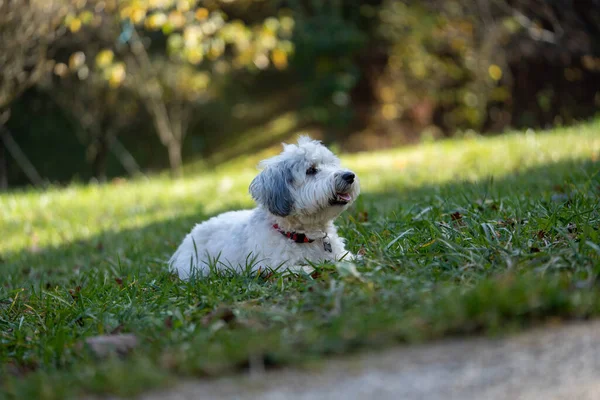Küçük köpek sıcak güneş ışığında yeşil çimlerin üzerinde uzanıyor, dikkatlice yan tarafa bakıyor. Evcil hayvanlar, rahatlama, arkadaşlık ve yaşam tarzı kavramları için ideal bir açık hava sahnesi..