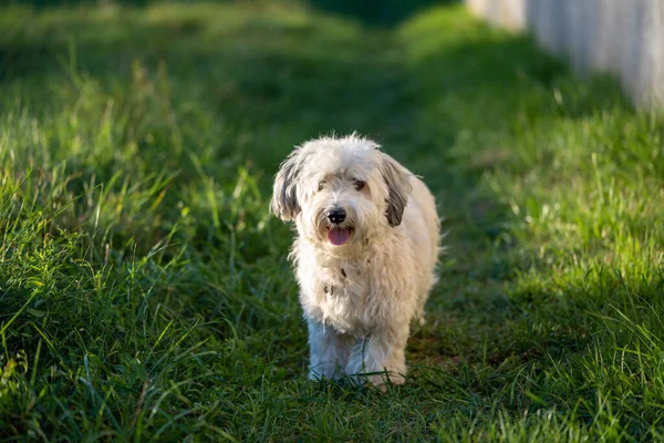 Küçük tüylü köpek çimlerin üzerinde duruyor ve doğal ışıkta kameraya doğru bakıyor. Sığ alan derinliği ve dostça ifade bu görüntüyü evcil hayvanlar, hayvanlar, arkadaşlık ve açık hava yaşam temaları için uygun hale getirir..
