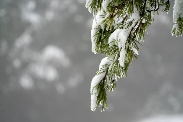 Kış boyunca kar ve buzla kaplı bir çam dalına yakın plan. Doğal ışık ve bulanık bir arka plan kış, soğuk hava, doğa, orman ve mevsimsel arka plan kavramları için uygun sakin bir mevsimlik sahne oluşturur..