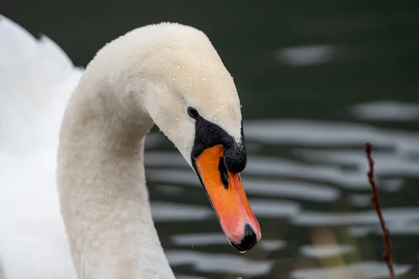 Tüylerinde su damlacıkları olan beyaz bir kuğunun yakın plan portresi, sakin suya yakın yakalandı. Sığ alan derinliği ve yumuşak arka plan kuğuların zarif şekline ve doğal güzelliğine vurgu yapar. Vahşi yaşam, kuşlar ve doğa kavramları için idealdir..