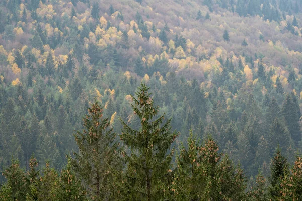 Sonbahar renklerinde karışık yeşil ve yaprak döken ağaçları gösteren uzak bir orman manzarası. Katmanlı kompozisyon ve yumuşak sis, doğa ve mevsimsel temalar için uygun huzurlu bir manzara yaratır..