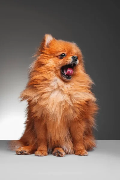 Una Linda Pelirroja Pomeranian Spitz Sentada Sobre Gris Claro Bostezando —  Fotos de Stock