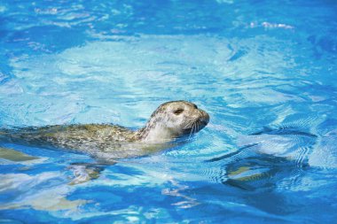 Mavi suda yüzen bir fokun portresi