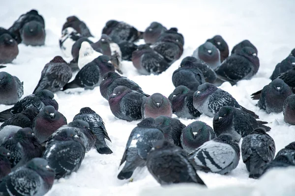 겨울에 비둘기들이 — 스톡 사진