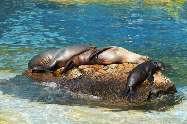 Navy seals lying on a rock in the water.