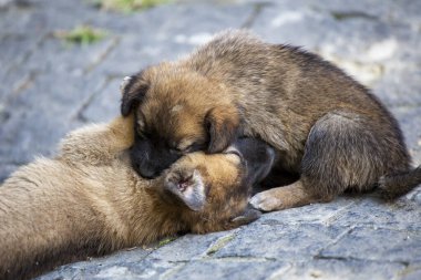 Labrador cinsinden iki yavru sepetteki bir av köpeği..