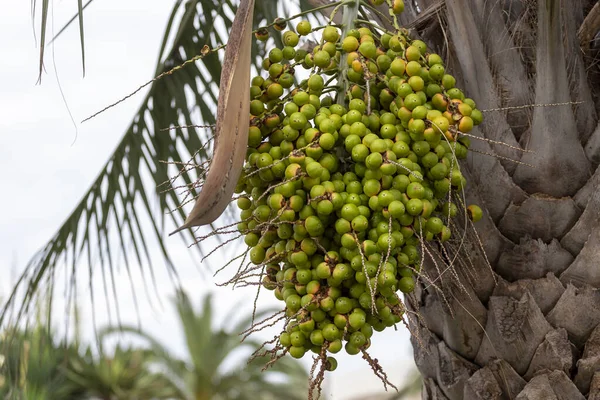 Buah Hijau Tumbuh Pohon Palem Buah Untuk Minyak Kelapa Sawit — Stok Foto