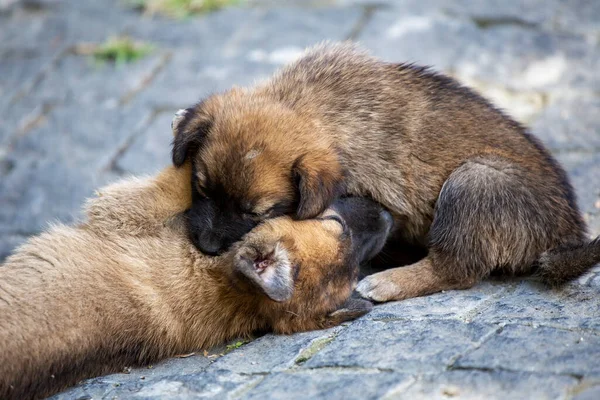 Dos Cachorros Raza Labrador Recuperador Una Canasta Fotos de stock libres de derechos