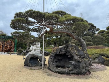 Klasik bonsai tarzında eğitilmiş olgun çam ağacı. Kablolarla desteklenen kıvrımlı dallar. 4 Şubat 2024, Bear Tree Park, Songseong-ri, Jeondong-myeon, Sejong-si, Güney Kore