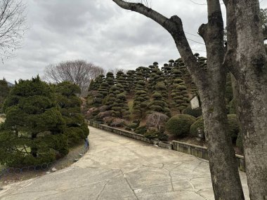Eğri taştan yollar geleneksel bir Kore bonsai sergi bahçesine çıkıyor. Yüzlerce özenle budanmış çam ağacı ve diğer kozalaklı bonsai ağaçları manzaralı bir yamaçta sergileniyor. Güney Kore botanik bahçesinde bulutlu bir kış günü.