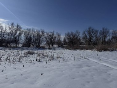 Çıplak ağaçlar ve açık mavi gökyüzünün altında ince bulutlu kuru sazlıklar ile karlı kış tarlası yolu.