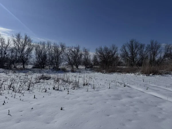 Çıplak ağaçlar ve açık mavi gökyüzünün altında ince bulutlu kuru sazlıklar ile karlı kış tarlası yolu.