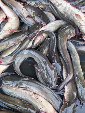 Taze yakalanmış yayın balıkları bir araya toplanmış, pürüzsüz bir cilt, bıyık benzeri baretler, ve doğal renklendirme tipik su ürünleri hasadı..