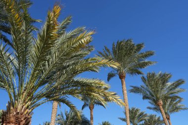 Parlak mavi gökyüzüne karşı yemyeşil yaprakları olan uzun palmiye ağaçları, güneşli bir açık havada tropikal bitki yaşamını ön plana çıkarıyor.