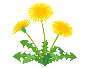 Detailed vector clip art of blossoming yellow dandelions with green jagged leaves. Isolated on white background, ideal for spring nature designs, gardening, or botanical illustrations.