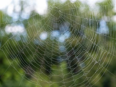 Su damlaları olan güzel bir örümcek ağı. Arka planda bulanık bir yaz manzarası