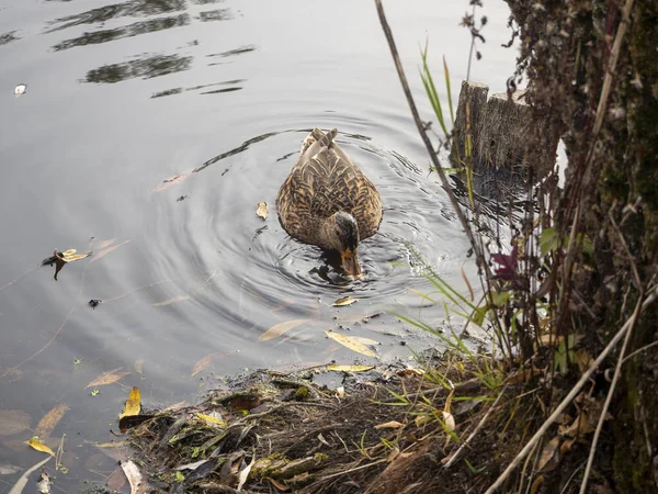 Die Ente Teich Steckte Ihren Kopf Unter Wasser — Stockfoto