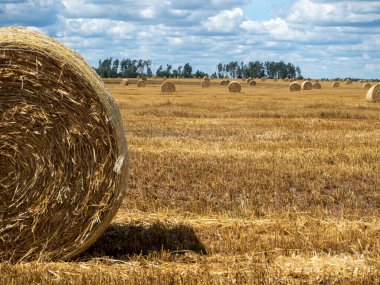 Sahada saman yığınları, yakın çekim. Güneşli yaz gününde tarım alanında parlak sarı ve altın saman yığınları.