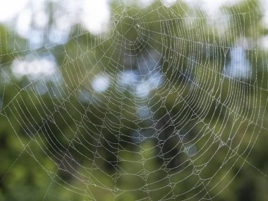 Su damlaları olan güzel bir örümcek ağı. Arka planda bulanık bir yaz manzarası