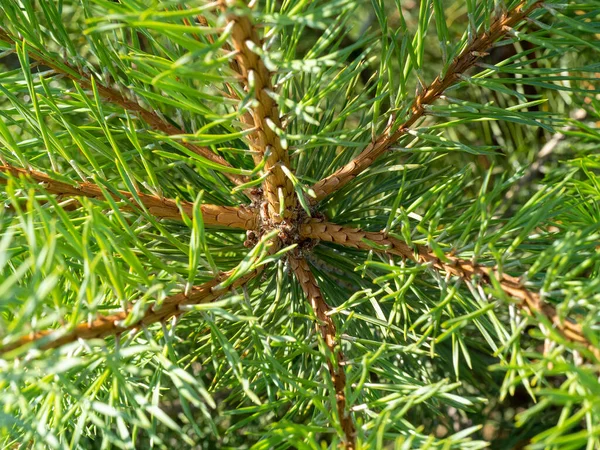 Close-up of a stick of twigs and needles on a Christmas tree on a summer day. can be used as a template