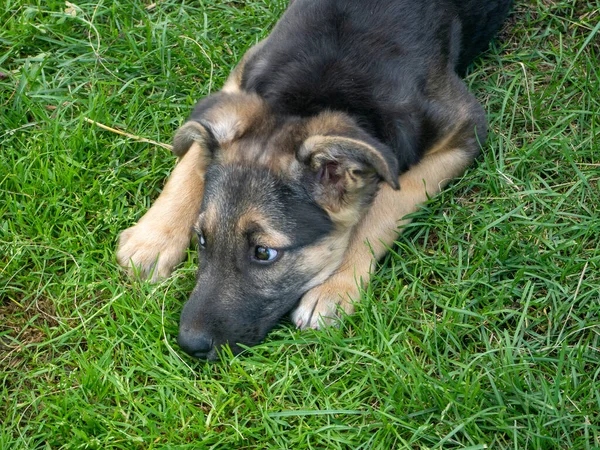 sad puppy lying on the green grass on a Sunny day in summer