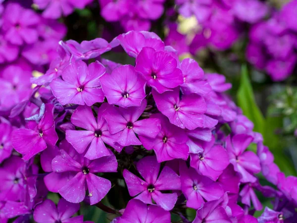 Purple Flame Flowers Phlox Flowering Garden Phlox Perennial Summer Phlox — Stock Photo, Image