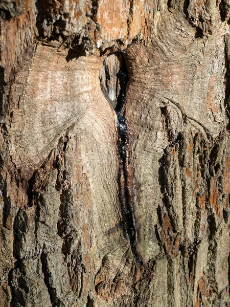 Primer Plano Resina Que Fluye Una Grieta Árbol —  Fotos de Stock