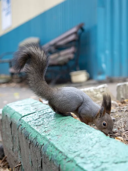 Squirrel Autumn Sidewalk Close Vertical Photo — Stok fotoğraf