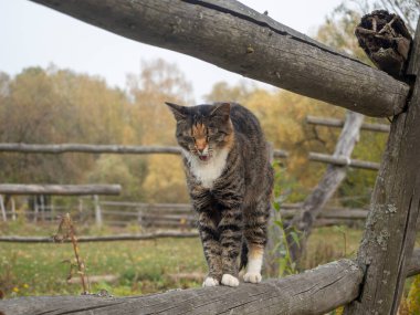 Bir kedi ahşap bir çitin üzerinde duruyor ve sonbaharda köyde esnemeye başlıyor.