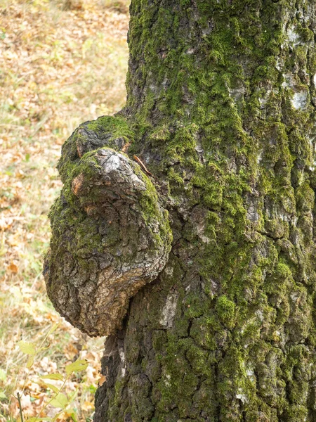 Fungo Chaga Nella Forma Una Crescita Una Betulla Primo Piano — Foto Stock