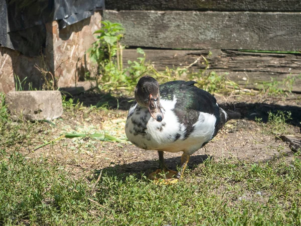 Pato Doméstico Marrom Caminha Grama Perto Casa — Fotografia de Stock