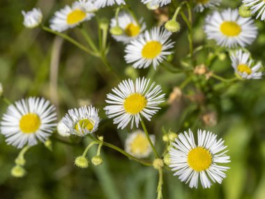 Bulanık yeşil arka planda papatya çiçekleri. Feld çiçekleri