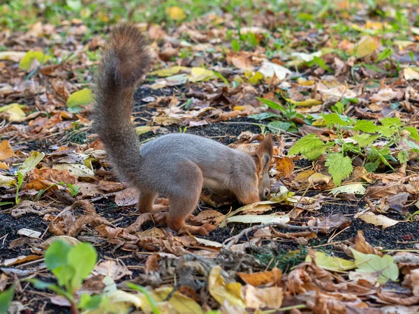 Una Ardilla Cava Través Del Follaje Otoñal Parque Otoño — Foto de Stock