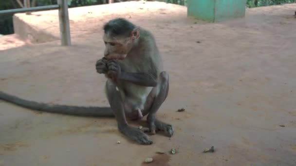 Κοντινό Πλάνο Μιας Γυμνής Μαϊμούς Στο Πάρκο Που Τρώει Ξηρούς — Αρχείο Βίντεο