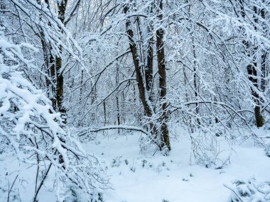Ormanda karla kaplı ağaçlar. Ağaçların altında kar yağışı. Kış manzarası