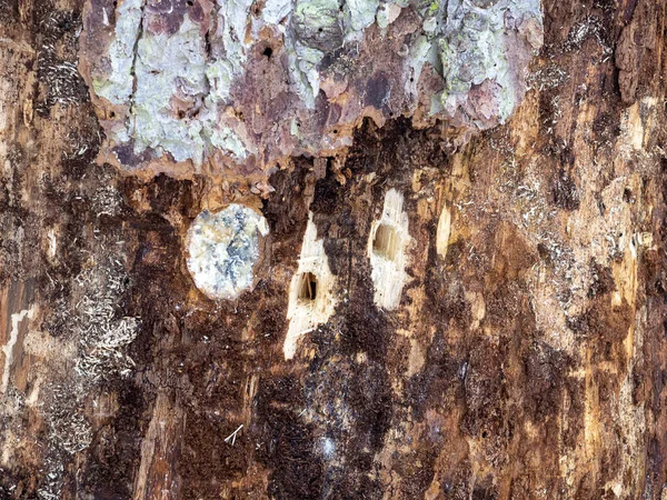 キツツキの穴がたくさん開いている松の木の幹を閉じて — ストック写真