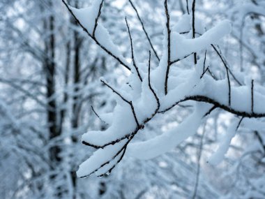 Ormanda gün boyunca tamamen karla kaplı bir ağaç dalı.