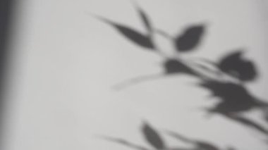 Yapraklar bir gölge bıraktı ve rüzgarda sallandı beyaz duvara karşı