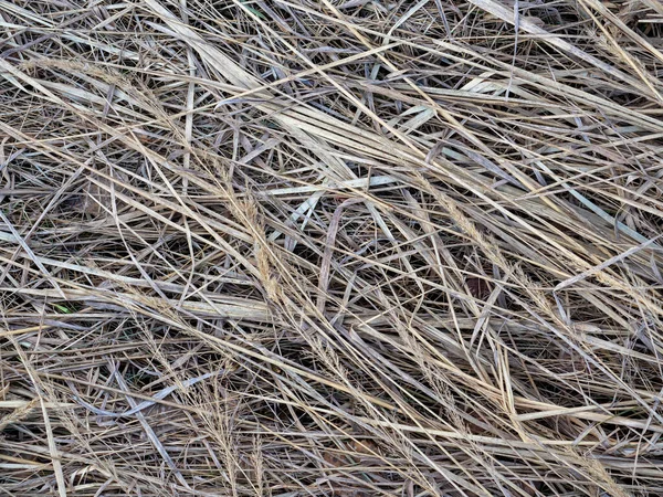 春田里干草的特写 Hay — 图库照片