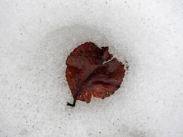 Abstraktní Pohled Jediný Padlý List Stromu Bílém Sněhu Pohled Shora — Stock fotografie