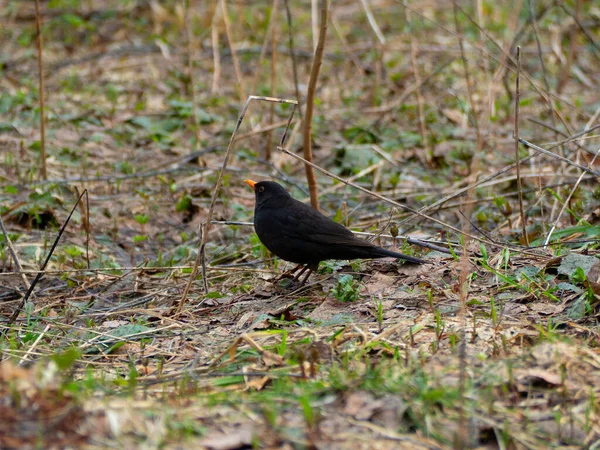 Pájaro Mirlo Con Pico Naranja Camina Través Del Bosque Primavera — Foto de Stock