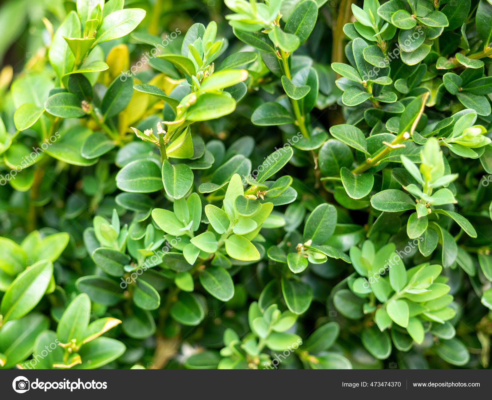Close Leaves Buxus Plant Woody Plant Family Buxaceae Used Stock Photo by ©Darkwisper88 473474370