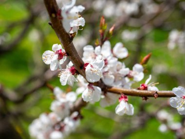 Çiçekli bir kayısı dalının beyaz çiçeklerle yakın çekimi. Bulanık yeşil arkaplan
