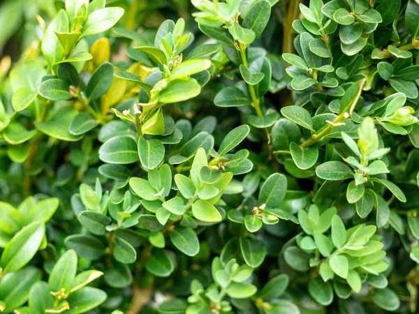 Buxus bitkisinin yeşil yapraklarına yakın çekim. Woody bitki, Buxaceae ailesi. Bahçelerde süs olarak kullanılıyor.
