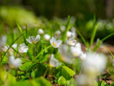 Parkta ilkbaharda açan beyaz bir Oxalis çiçeğinin yakın çekimi. Yeşil yapraklar, bulanık arkaplan. Seçici Odaklanma
