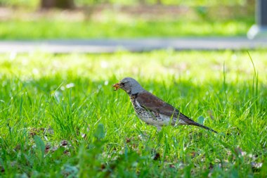 Çimlerin üzerinde oturan ve gagasında solucan tutan bir karatavuğun yakın çekimi. Yan görüş. Yeşil bulanık arkaplan